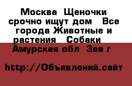 Москва! Щеночки срочно ищут дом - Все города Животные и растения » Собаки   . Амурская обл.,Зея г.